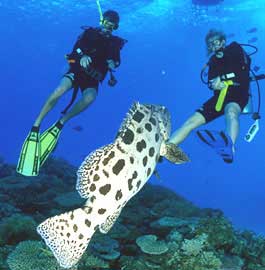 Fly DIve Cod Hole - Mike Ball Expeditions - Australia Liveaboards