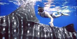 Whale Shark - Mike Ball Expeditions - Australia Liveaboards
