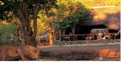 Namibia Safaris - Ongava Tented Camp
