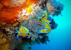 Dive the Poor Knights Marine Reserve - The Far North NZ Diving Adventure