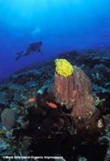 Sulawesi Underwater scenery