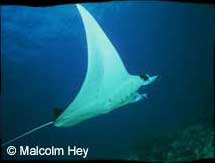 Raja Ampat, Sorong, Papua Diving