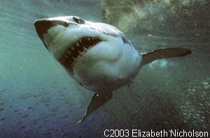 Farallon Islands diving