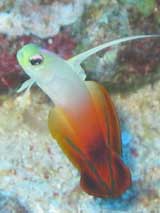 PNG Fire Goby