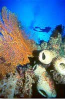 Golden Dawn PNG Liveaboards