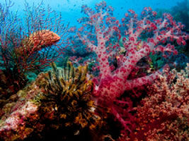 Coral reef - Lissenung Island Resort - PNG Dive Resorts