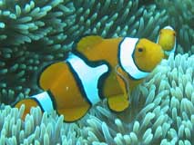 Melanesian Percula Clown fish