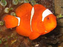PNG Spine Cheek Clown Fish