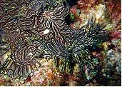 Tufi Dive Resort in PNG