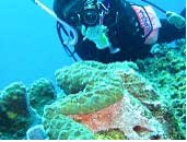 Tufi Dive Resort in PNG