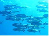 Tufi Dive Resort in PNG