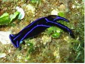 Tufi Dive Resort in PNG