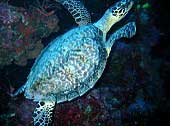Tufi Dive Resort in PNG