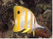 Tufi Dive Resort in PNG