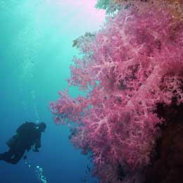 The Best of Egypt and The Sinai - Egypt Live Aboards - Dive Discovery Egypt