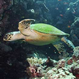 The Best of Egypt and The Sinai - Egypt Live Aboards - Dive Discovery Egypt