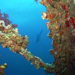 Dolphin at the Carnatic Wreck - Sha'ab Abu Nuhas The Wonders of Cairo and the Red Sea - Dive Discovery Egypt