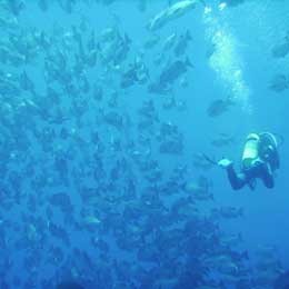 Magnificent Egypt and the Red Sea - Egypt Live Aboards - Dive Discovery Egypt