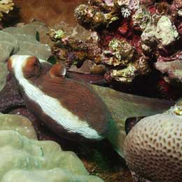 Magnificent Egypt and the Red Sea - Egypt Live Aboards - Dive Discovery Egypt