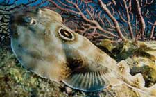 Diving the Sea of Cortez - Rocio Del Mar - Mexico Liveaboards