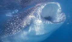 Diving the Sea of Cortez - Rocio Del Mar - Mexico Liveaboards