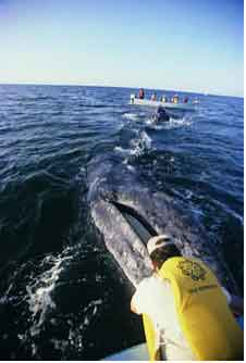 Whale watching in San Ignacio Lagoon