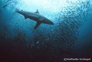 South Africa: Sardine Run 2012, 2013