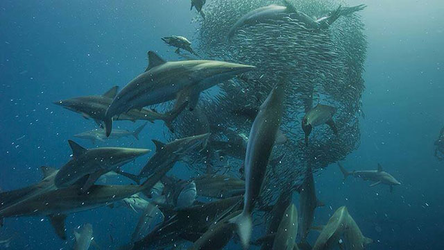 Sardine Run - Dive Discovery South Africa