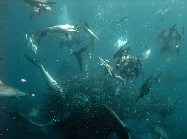 Sardine Run - Dive Discovery South Africa