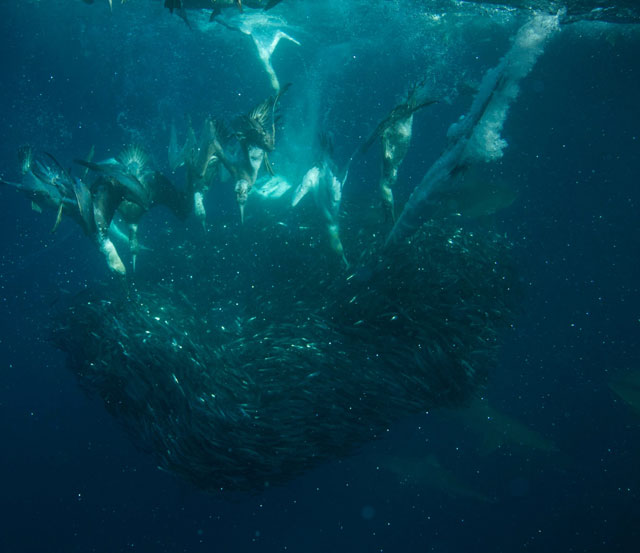 Sardine Run 2014 - Dive Discovery South Africa