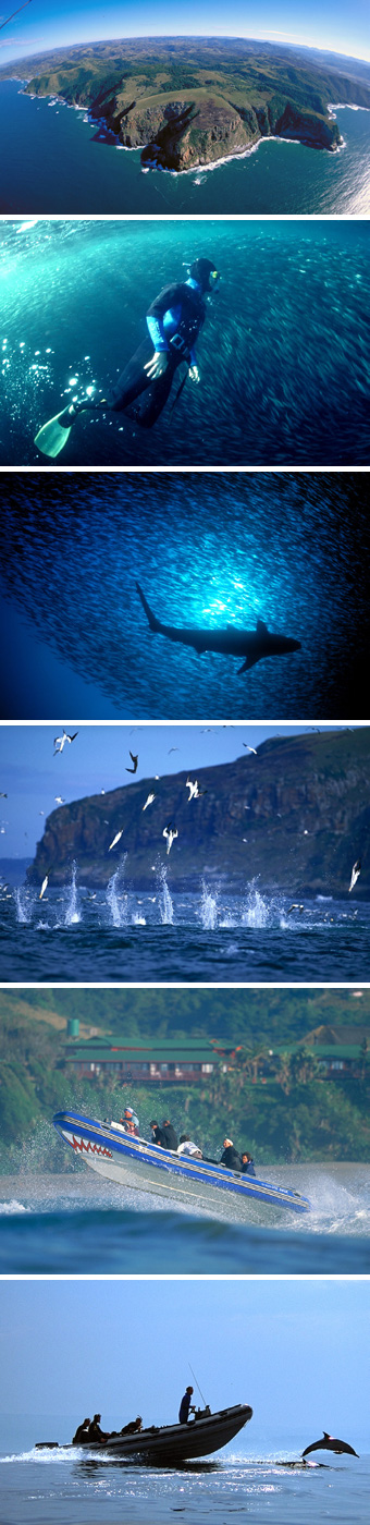 Sardine Run, Wild Coast in South Africa - Big Animals Expeditions with Amos Nachoum  - Dive Discovery
