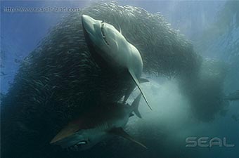 SEAL Sardin Run