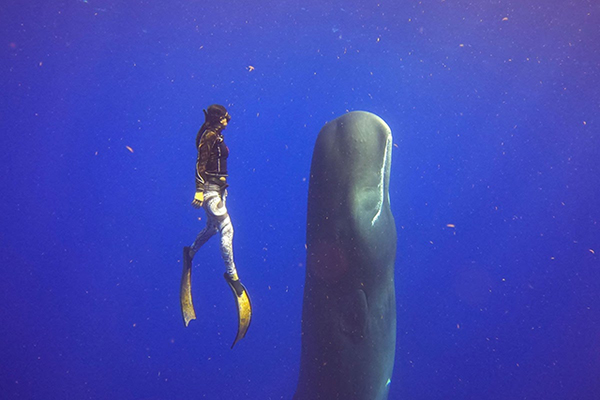 Swimming with sperm whale