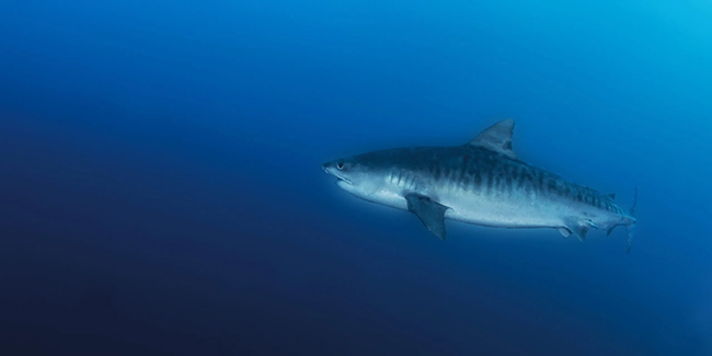 Tiger shark - Shark Diving - Mozambique