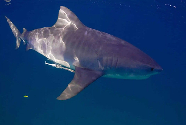Bull shark - Shark Diving - Mozambique