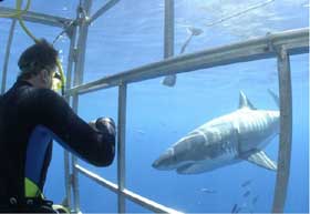 Sharks of Guadalupe Mexico