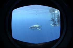 Cage diving at Guadalupe Mexico