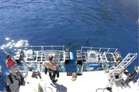 Great white sharks trip at Guadalupe Mexico