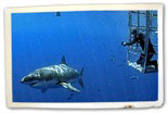 Cage diving at Guadalupe Mexico