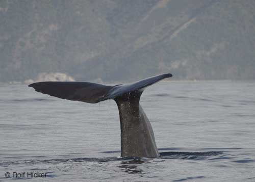 Sperm Whale Discovery trip and Humbolt Squid night dives - Dive Discovery