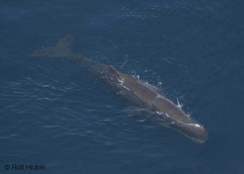 Sperm Whale Discovery trip and Humbolt Squid night dives - Dive Discovery