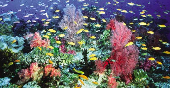 Tawali Resort Diving