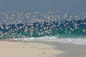 Sharks and whale sharks study in Africa