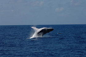 Sharks and whale sharks study in Africa