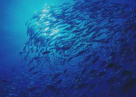 Diving in Tanzania