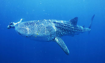 Sharks and whale sharks study in Africa