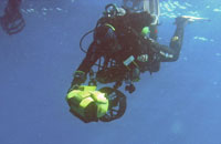 Africa Diving - Sharks and Whale sharks Study