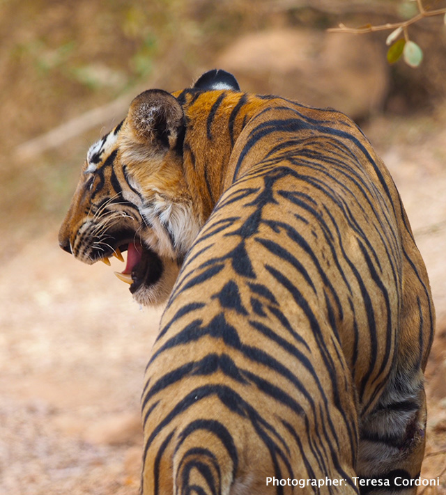 Tiger in Ranthambore, India