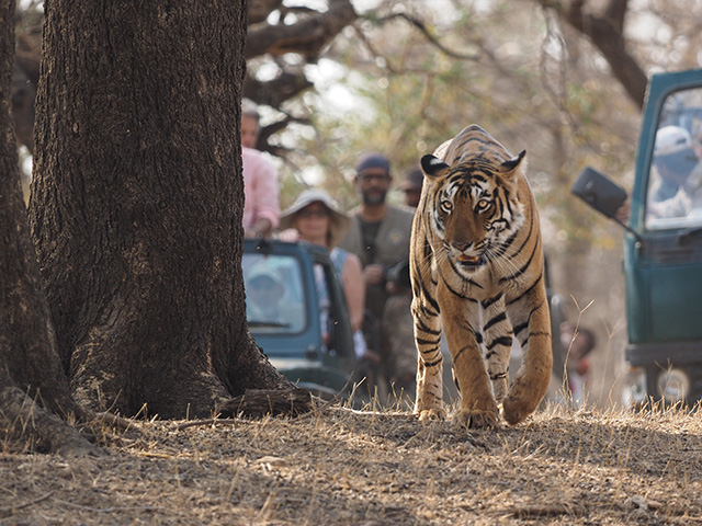 Tiger Safari, Highlights of Rajasthan