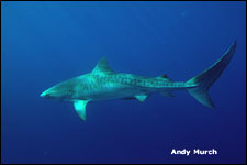 Tiger Shark